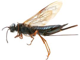   Sirex varipes  female lateral habitus; photo by H. Goulet, CNC 
